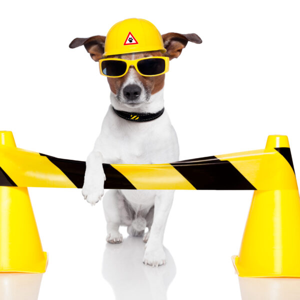 under construction dog